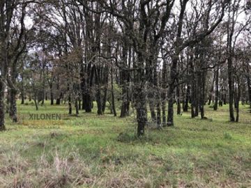 Rancho Privilegiado de 40 Hectáreas con Bella Ecología ( árboles de encinos, robles, ocotes y eucaliptos) y planicies. Delimitado totalmente.