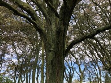Rancho Privilegiado de 40 Hectáreas con Bella Ecología ( árboles de encinos, robles, ocotes y eucaliptos) y planicies. Delimitado totalmente.