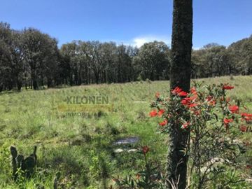 Rancho Privilegiado de 40 Hectáreas con Bella Ecología ( árboles de encinos, robles, ocotes y eucaliptos) y planicies. Delimitado totalmente.