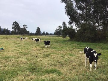 CAYAMBE HACIENDA DE VENTA 63 hectáreas