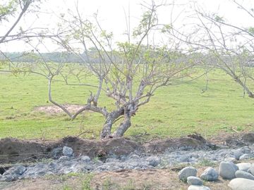 Lotes en VENTA Ubicados en Riachuelos, la zona mas exclusiva de Costa esmeralda, Municipio de Tecolutla, Ver.