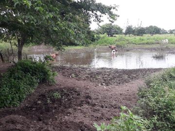 VENDO RANCHO EN EL MUNICIPIO JAMAPA VERACRUZ