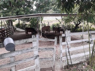 VENDO RANCHO EN EL MUNICIPIO JAMAPA VERACRUZ