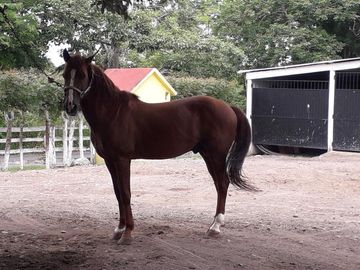VENDO RANCHO EN EL MUNICIPIO JAMAPA VERACRUZ