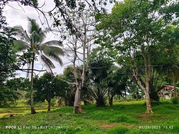 10,000 sqm farm lot with fruit-bearing trees  for sale near the town of Jordan, Guimaras
