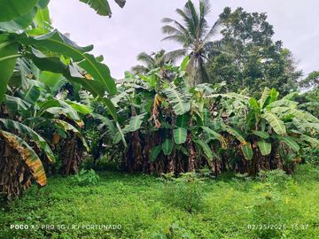 10,000 sqm farm lot with fruit-bearing trees  for sale near the town of Jordan, Guimaras