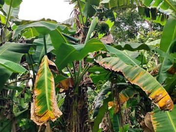 10,000 sqm farm lot with fruit-bearing trees  for sale near the town of Jordan, Guimaras