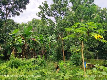 10,000 sqm farm lot with fruit-bearing trees  for sale near the town of Jordan, Guimaras