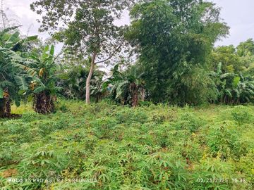 10,000 sqm farm lot with fruit-bearing trees  for sale near the town of Jordan, Guimaras