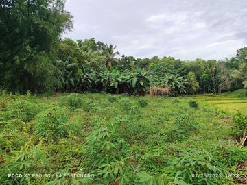 10,000 sqm farm lot with fruit-bearing trees  for sale near the town of Jordan, Guimaras