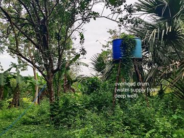10,000 sqm farm lot with fruit-bearing trees  for sale near the town of Jordan, Guimaras