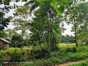 10,000 sqm farm lot with fruit-bearing trees  for sale near the town of Jordan, Guimaras