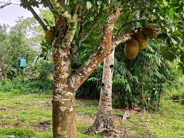 10,000 sqm farm lot with fruit-bearing trees  for sale near the town of Jordan, Guimaras