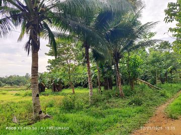 10,000 sqm farm lot with fruit-bearing trees  for sale near the town of Jordan, Guimaras