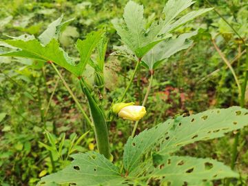 10,000 sqm farm lot with fruit-bearing trees  for sale near the town of Jordan, Guimaras