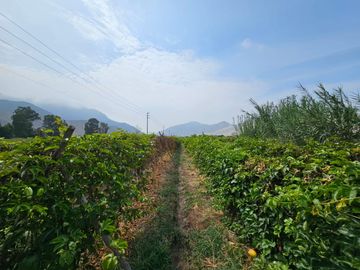 SE VENDE TERRENO AGRICOLA DE 34 000 M2 - FUNDO HUAYABO - CASERIO SUPE