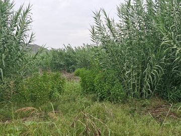 SE VENDE TERRENO AGRICOLA DE 34 000 M2 - FUNDO HUAYABO - CASERIO SUPE