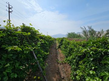SE VENDE TERRENO AGRICOLA DE 34 000 M2 - FUNDO HUAYABO - CASERIO SUPE