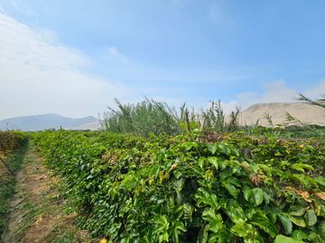 SE VENDE TERRENO AGRICOLA DE 34 000 M2 - FUNDO HUAYABO - CASERIO SUPE