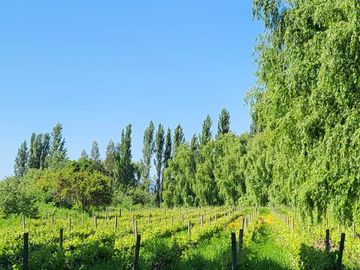 PARCELAS EN SANTA CRUZ 📍VI REGIÓN 🍇