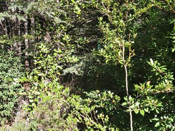Venta Hermosa Parcela en ruta al centro de Sky de Pucon