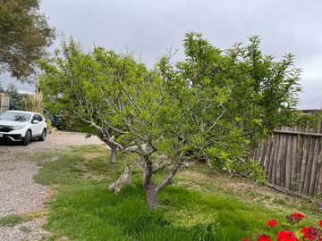 Se vende Parcela KM 25 Quebrada de Talca, Valle de Elqui