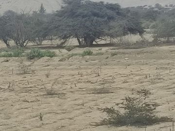 Venta De Terreno Agricola De 29 Has En Vilcahuaura - Huaura