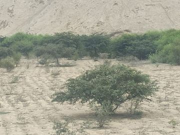 Venta De Terreno Agricola De 29 Has En Vilcahuaura - Huaura