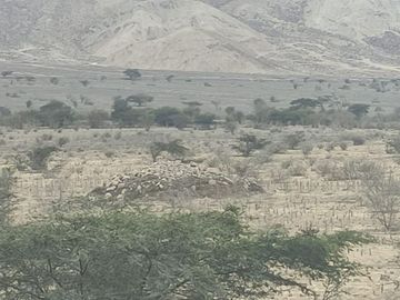 Venta De Terreno Agricola De 29 Has En Vilcahuaura - Huaura