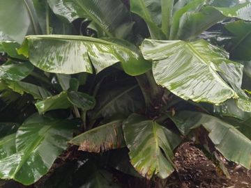 Venta hermosa Casa Finca, Sabaneta Copacabana, Antioquia.
