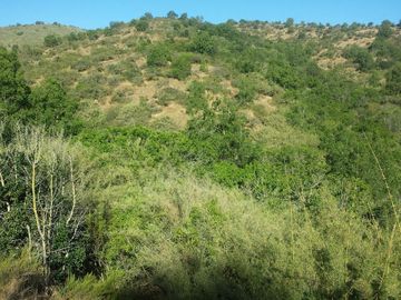 Gran parcela de 12,7ha en Casablanca. $220.000.000