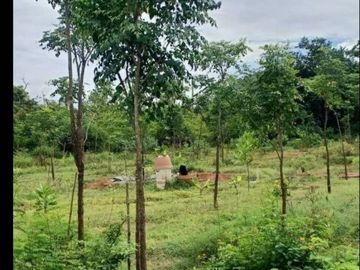 92466 - ขายที่ดินเปล่า ขนาด1 ไร่ 250.3 ตร.ว. อำเภออู่ทอง จังหวัดสุพรรณบุรี