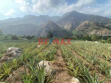 Terreno Agricola En Venta / Poroto / 3,700 M2 / $86 X M2