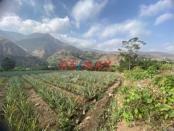 Terreno Agricola En Venta / Poroto / 3,700 M2 / $86 X M2