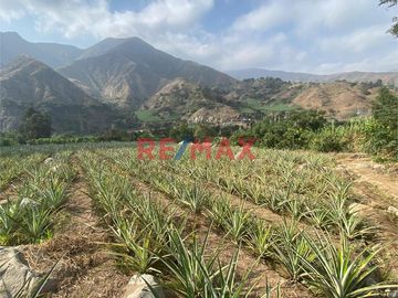 Terreno Agricola En Venta / Poroto / 3,700 M2 / $86 X M2