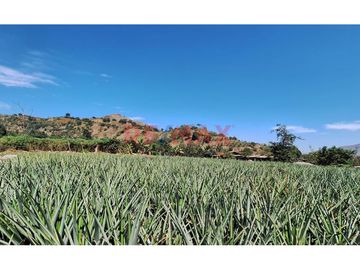 Terreno Agricola En Venta / Poroto / 3,700 M2 / $86 X M2