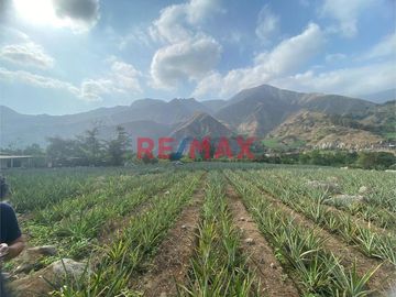 Terreno Agricola En Venta / Poroto / 3,700 M2 / $86 X M2
