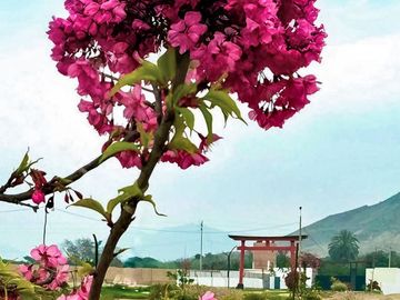 VENTA DE TERRENO EN CONDOMINIO SAKURA EN EL CORAZÓN DE HUARAL