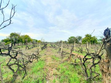 Terreno de 2.2 HA a 300m de la Panamericana Sur en Ica!  Casa de Campo o Proyecto Rural  🌳🍃