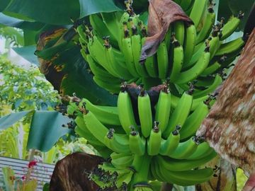 Casa de Campo en Tarapoto – Ideal para Airbnb o Relax en la Naturaleza