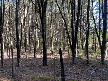 OPORTUNIDAD Se venden parcelas de 6.000m2 en Lipingue, Los Lagos DESDE $23.000.000
