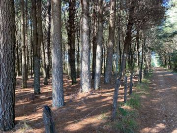 OPORTUNIDAD Se venden parcelas de 6.000m2 en Lipingue, Los Lagos DESDE $23.000.000