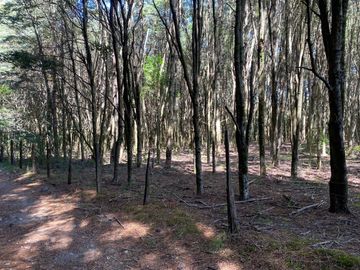 OPORTUNIDAD Se venden parcelas de 6.000m2 en Lipingue, Los Lagos DESDE $23.000.000