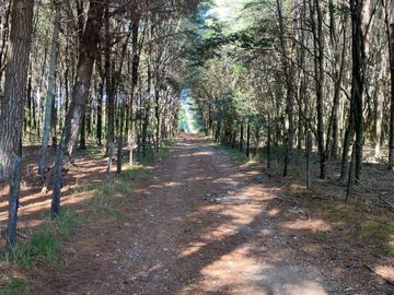 OPORTUNIDAD Se venden parcelas de 6.000m2 en Lipingue, Los Lagos DESDE $23.000.000