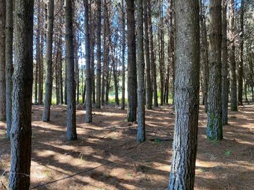 OPORTUNIDAD Se venden parcelas de 6.000m2 en Lipingue, Los Lagos DESDE $23.000.000