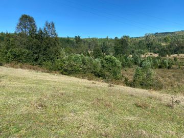 Se venden parcelas de 5.000m2 a 5 km de Lipingue, Los Lagos