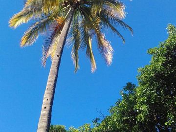 Se vende Casa de campo / Huerta en Coahuixtla, Morelos!!