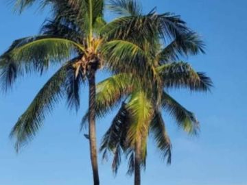 Se vende Casa de campo / Huerta en Coahuixtla, Morelos!!