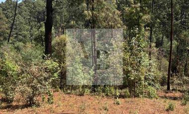 Venta de terreno en zona boscosa