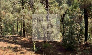 Venta de terreno en zona boscosa